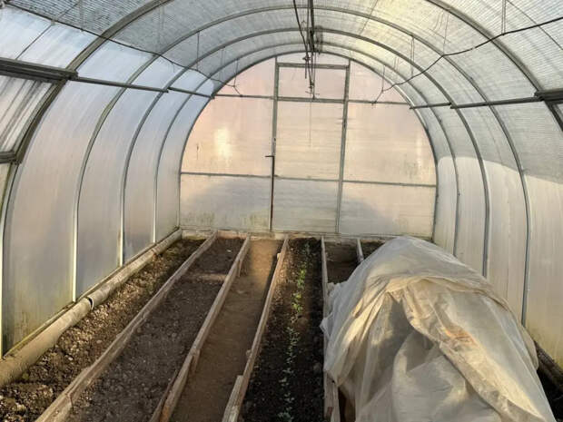 15 благоприятных дней в апреле 2026-го: точный график пересадки томатов, который убережет корни от гибели