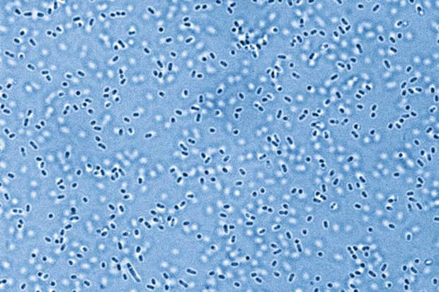 NatCom: "оживлен" фермент возрастом 3,2 млрд лет