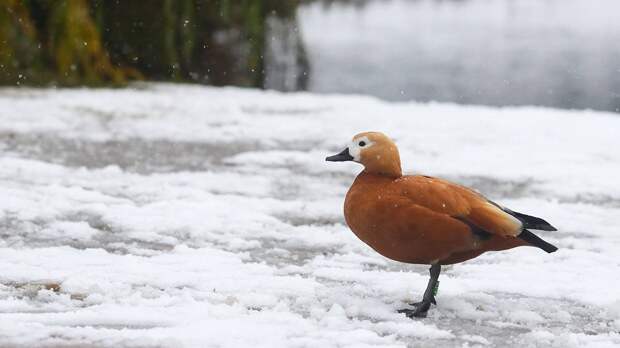 Побит суточный рекорд по количеству выпавших осадков в Москве