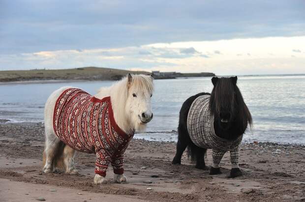 shetlandponies03