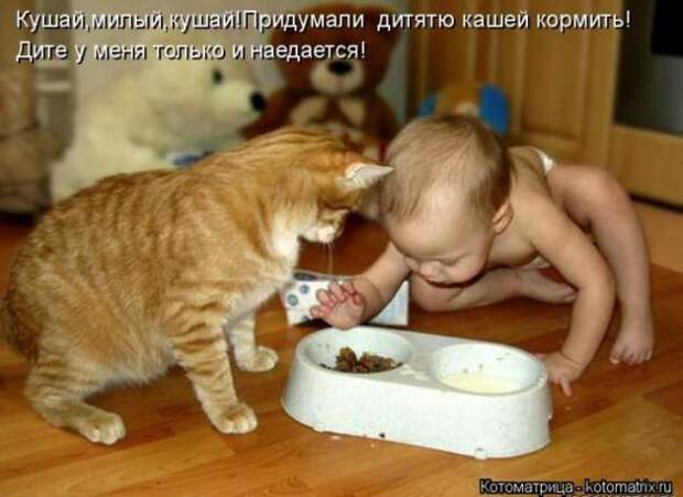 Котоматрицы (картинки с надписями)