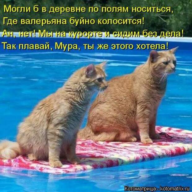 Котоматрицы (картинки с надписями)