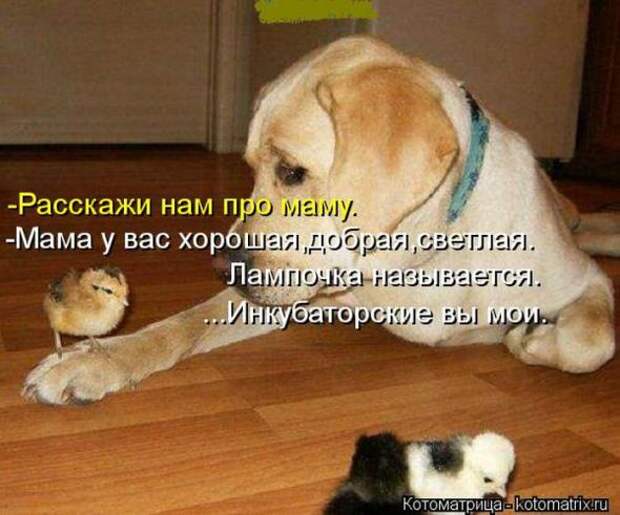 Котоматрицы(картинки с надписями)