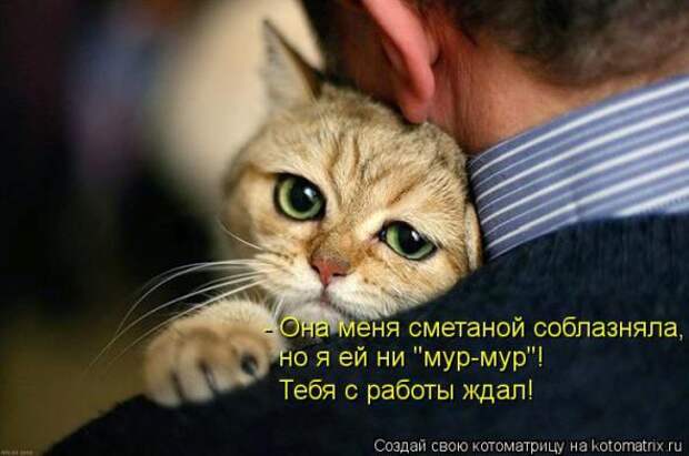 Котоматрицы(картинки с надписями)
