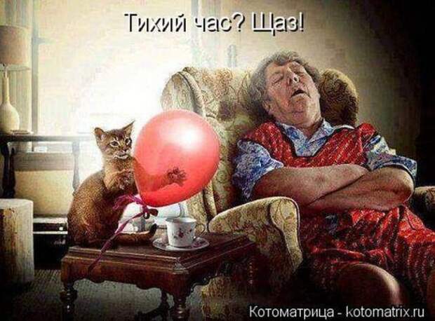 Котоматрицы (картинки с надписями)