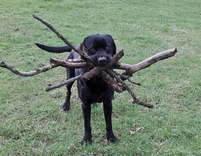 funny-tumblr-dogs-101d__700