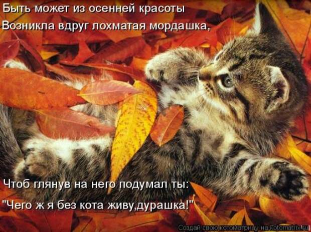 Лучшая котоматрица недели (35 фото)