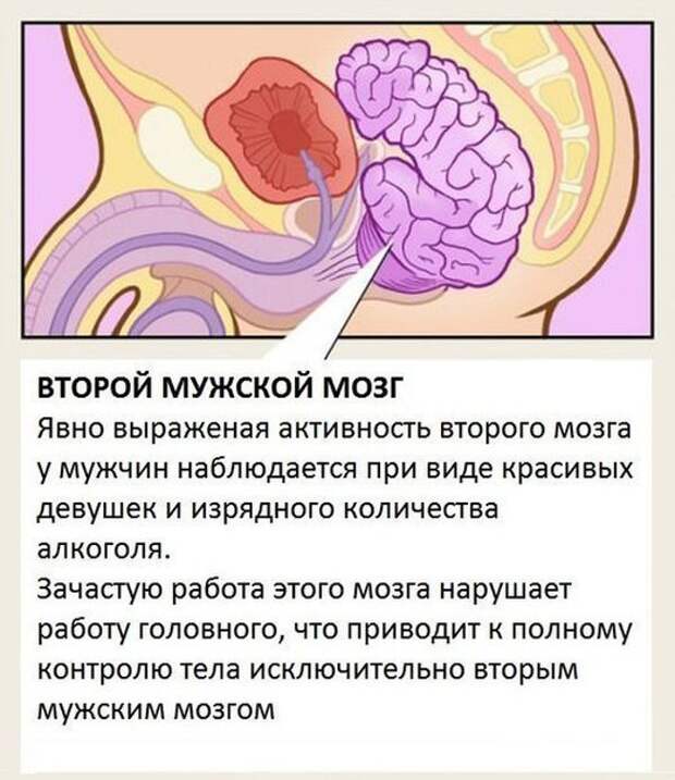 Органы, о существовании которых вы не знали.