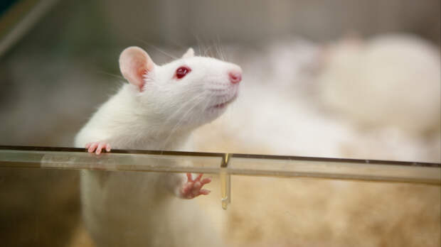 В мозг крысы пересадили «мини-мозги» человека: чем закончился эксперимент