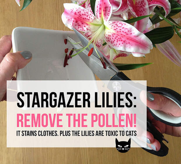 Stargazer lilies: Remove the pollen!