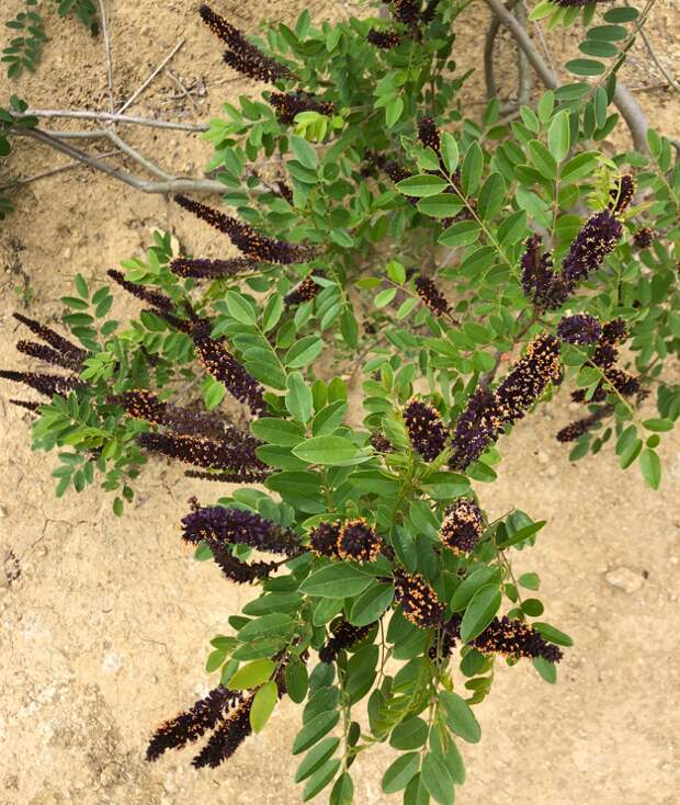 Аморфа кустарниковая Amórpha fruticósa