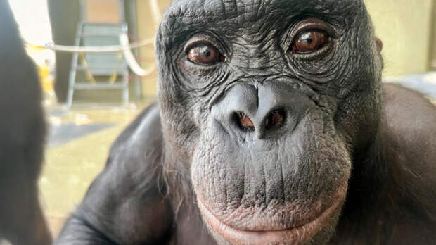 У обезьян нашли способность воображать несуществующие предметы