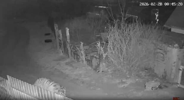 Женщина в Приморье прогнала тигра петардами