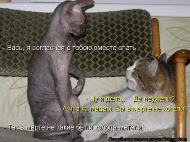 Лучшие котоматрицы за неделю (36 шт)