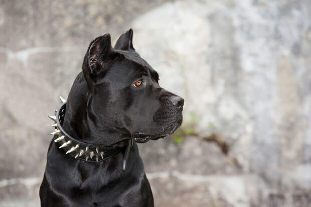 Ветврач Давыдов: любые кости представляют опасность для жизни собаки