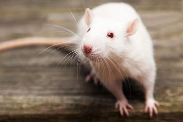 El Pais: в Испании впервые выявили десятки случаев крысиного гепатита у людей