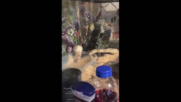 Девушка хотела скормить питону крысу, но они внезапно подружились и теперь живут вместе.