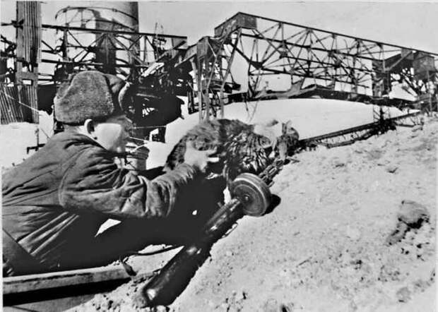 Боевые коты и кошки война, история, котики