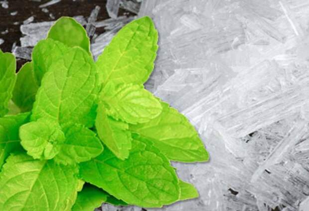 Меновазиновая мазь: показания к применению, инструкция, состав и отзывы