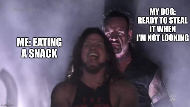 wrestling meme about dog stealing snacks