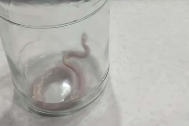 В Искитиме спасатели засунули в банку бананового питона