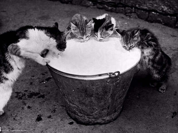 kittens-slurping-from-a-pail-of-milk (700x525, 250Kb)