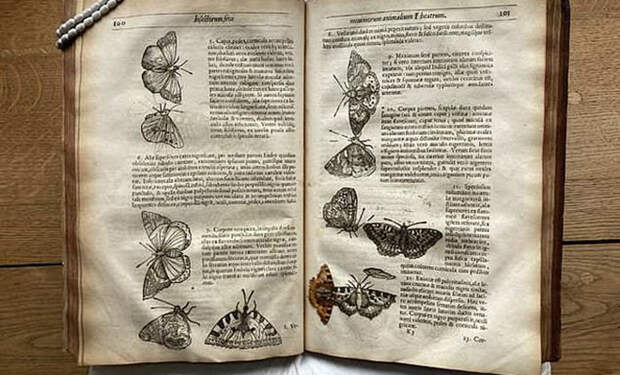 В страницах древнего справочника ученые случайно нашли прекрасно сохранившуюся 400-летнюю бабочку