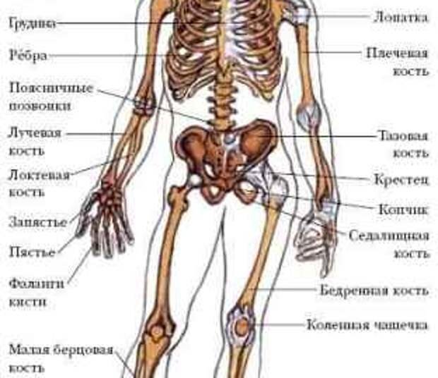 Костей имеет скелет человека