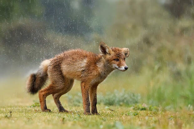 Непредсказуемые дикие лисы в фотографиях Розелин Реймонд-3-1
