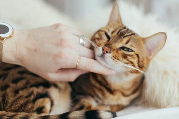 Как наладить контакт с&nbsp;кошкой: рассказывают ученые
