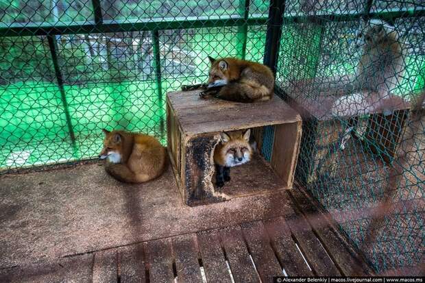 Лисья республика животные, лисы, япония