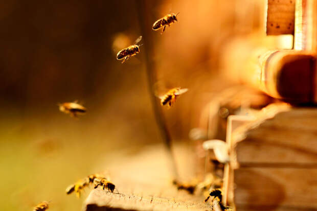 Ученые ФНЦ "Пчеловодства" предложили хранить семя медоносных пчел в холодильнике
