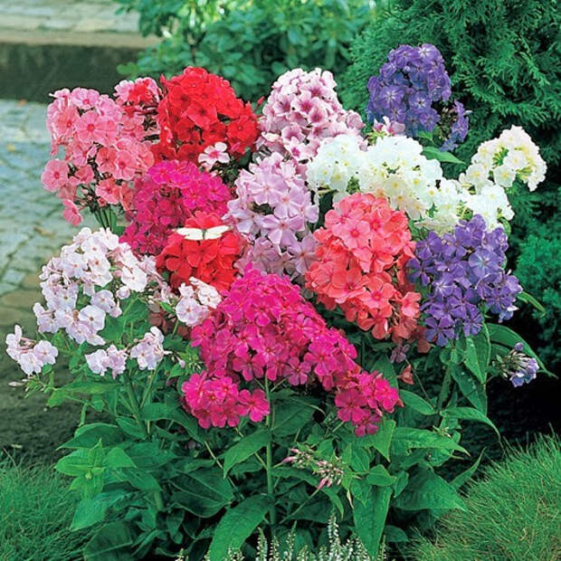 clip_image041