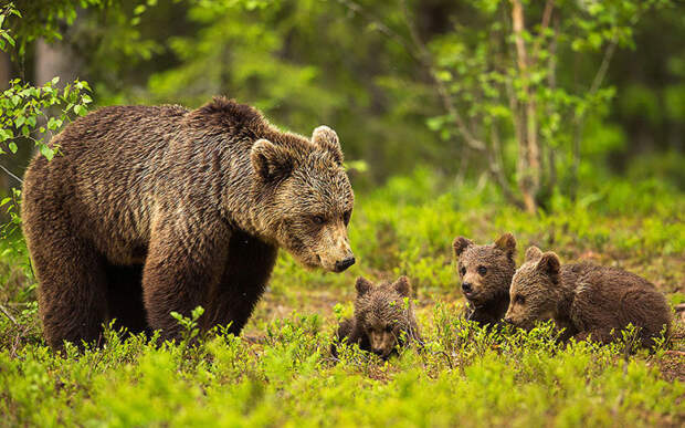 Медведица следит за своими резвящимися детёнышами в таёжном лесу на востоке Финляндии.