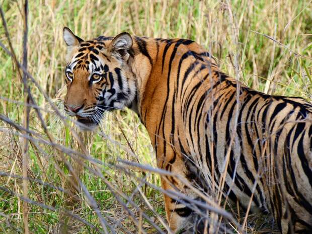 9. Бенгальский тигр – Индия.