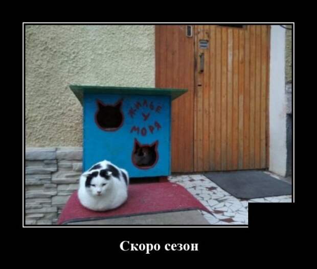Демотиваторы