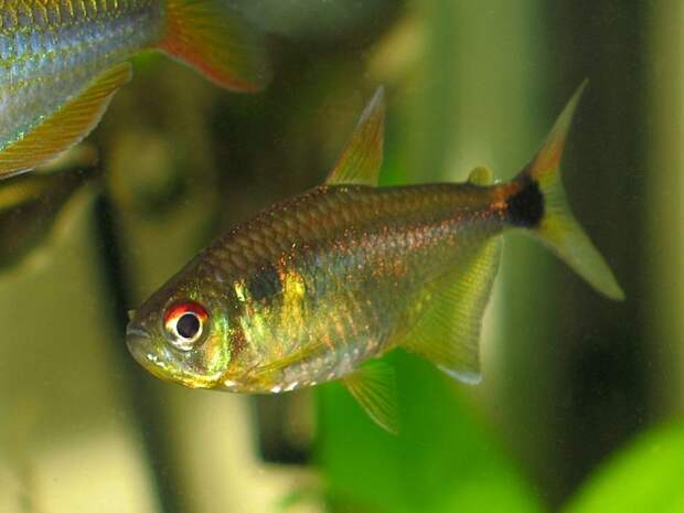 Харациновые аквариумные рыбки: описание, содержание и уход