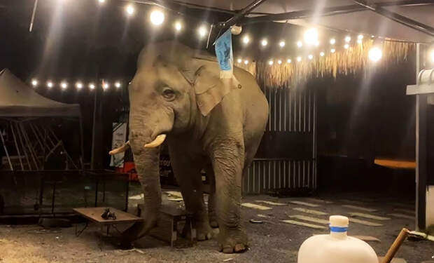 Слон проголодался и решил поужинать в ближайшем кафе: видео