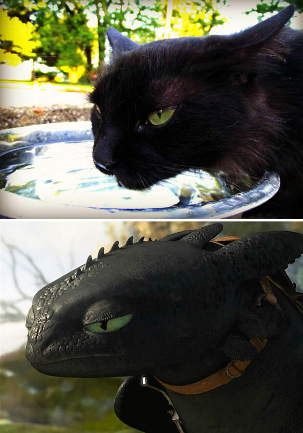 This Black Cat Looks Like Toothless