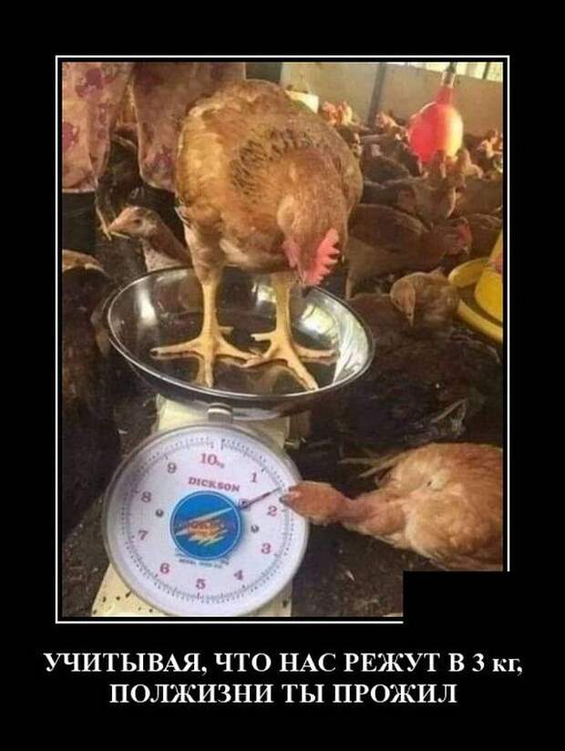 demotivatory-demotivator-smeshnye-demotivatory-demotivator-so-smyslom
