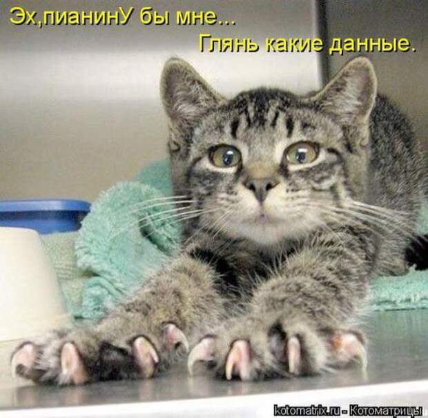 Котоматрицы (картинки с надписями)