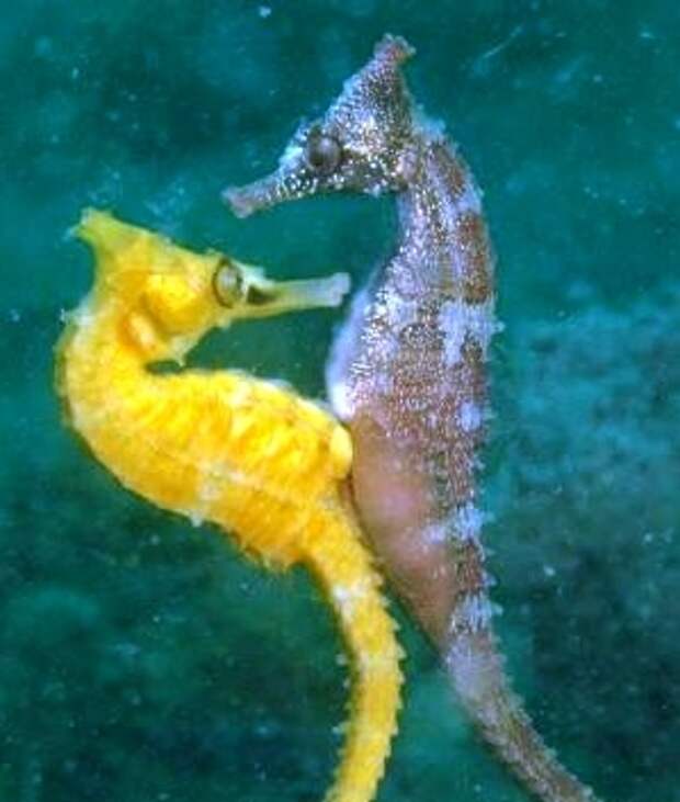 Беременный морской конек фото