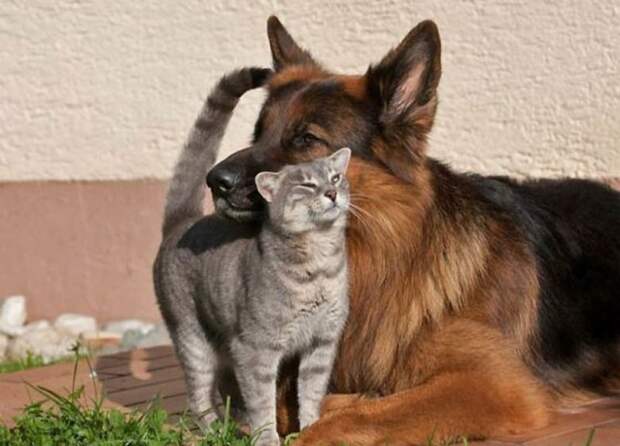Кошки и собаки Кошки и собаки