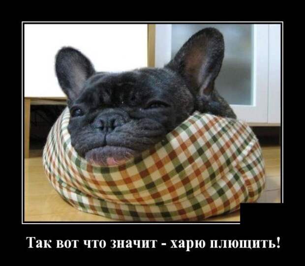 demotivatory-demotivator-smeshnye-demotivatory-demotivator-so-smyslom