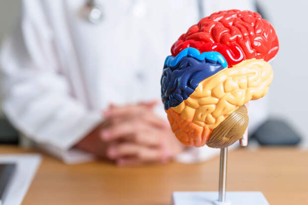 JN: наблюдение за птицами замедляет снижение когнитивных функций