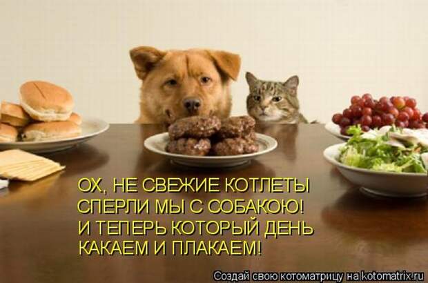 Лучшие котоматрицы недели (50 фото) Лучшие котоматрицы недели (50 фото)