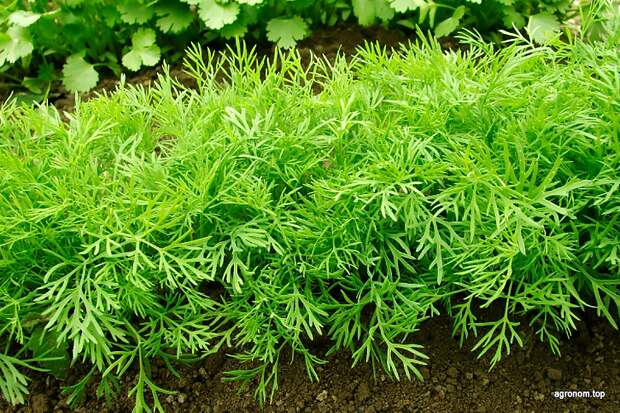 Топ 10 лекарственных растений, которые можно выращивать дома. 