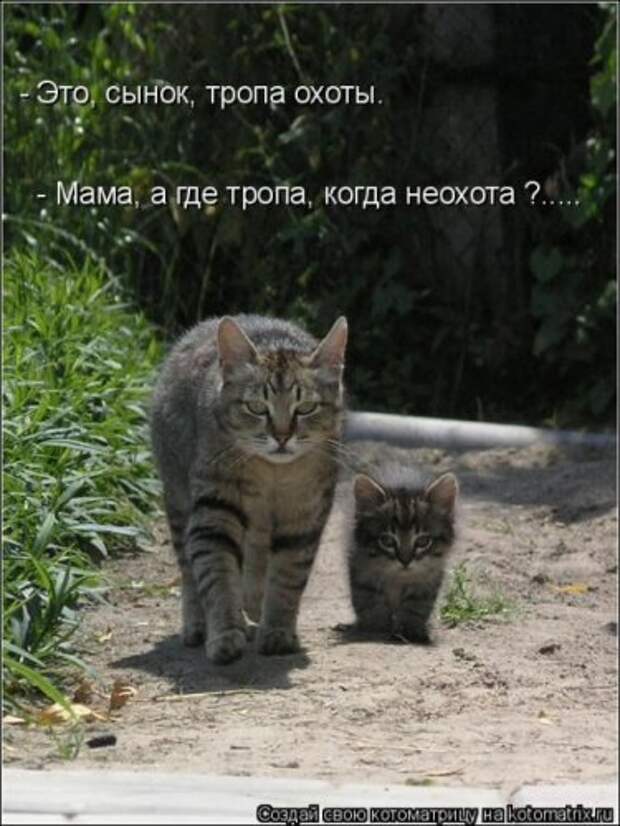 Веселая котоматрица