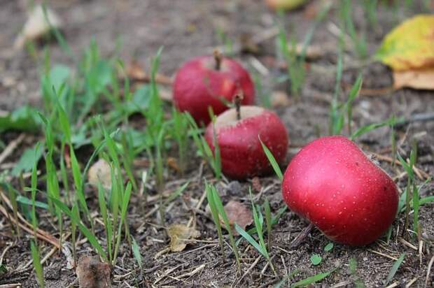 «Опасные яблоки». Нужно ли убирать падалицу с участка?