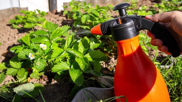 Подкармливаю клубнику 2-3 раза за весну – и каждый год собираю урожай ведрами